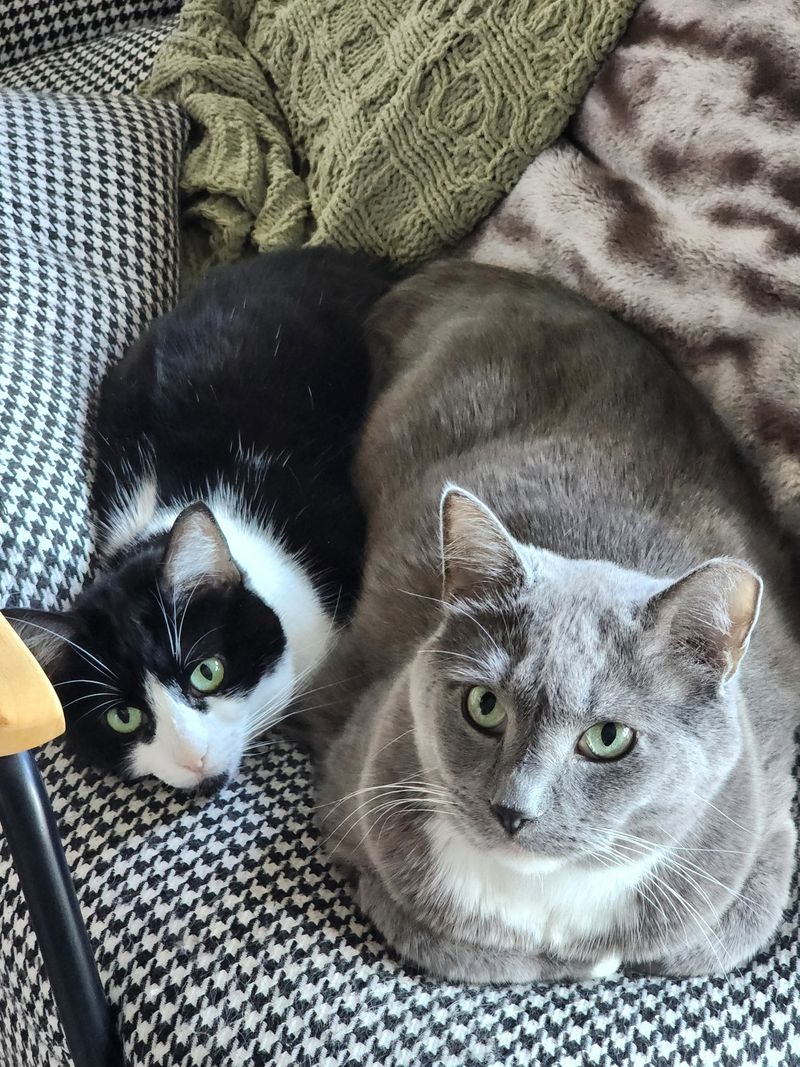 Greyson, a grey and white cat, and Rette, a black and white cat, curled up together on a houndstooth chair.