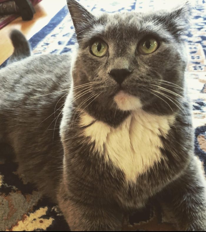 Greyson, a grey and white cat with green eyes, looking up at the camera.